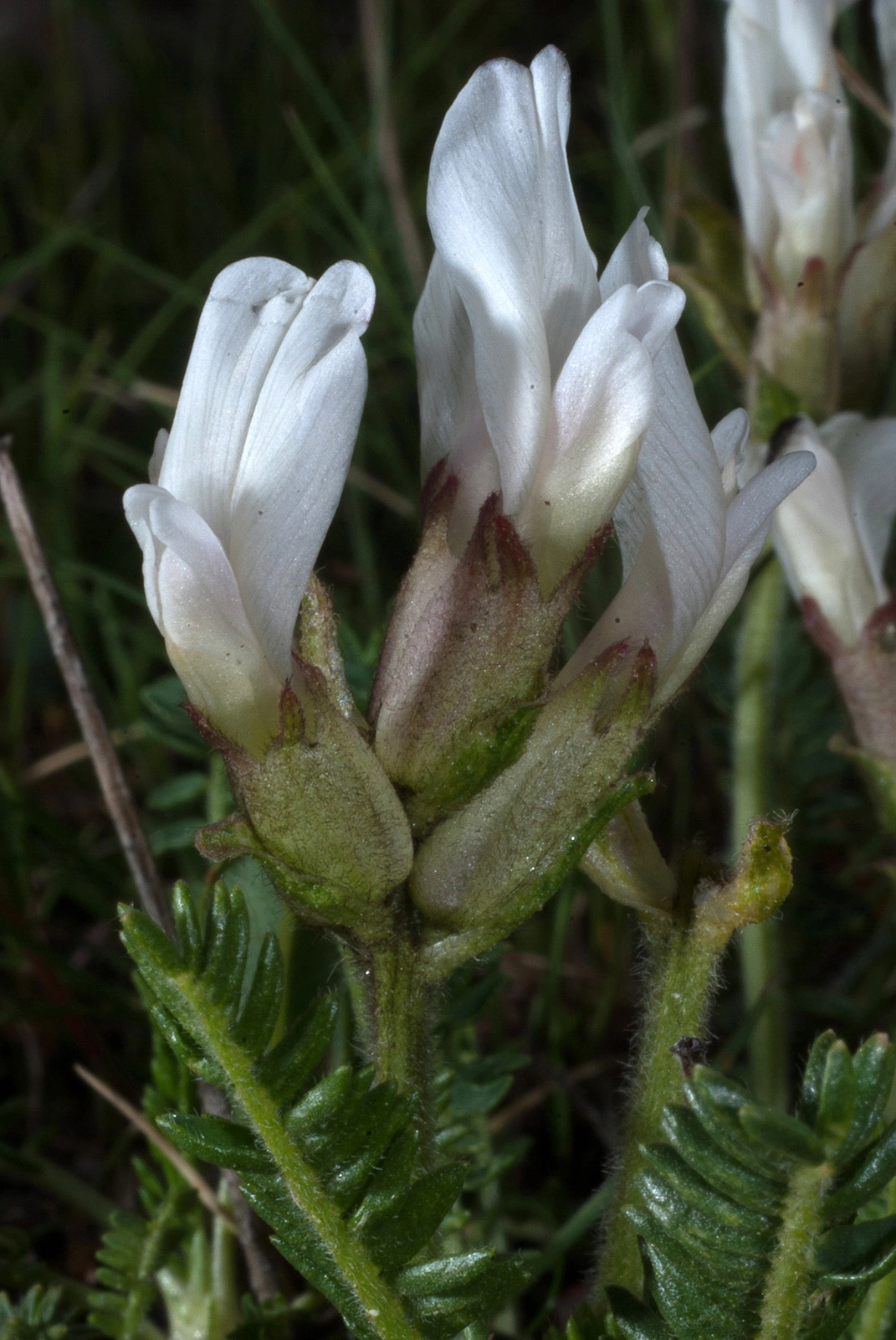 Photo Maurizio Broglio - Oxytropis fetida